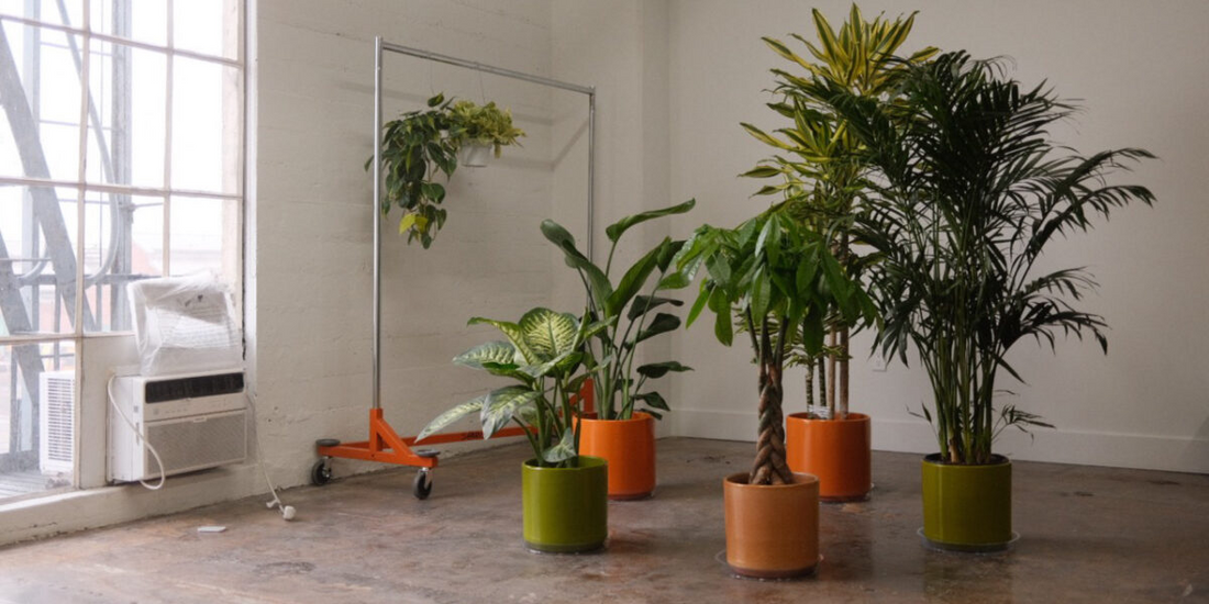 Sunset Magazine Feature: 6 Ways Caring for Your Houseplants Can Be a Form of Self-Care